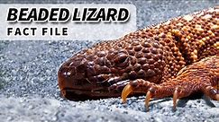 (Mexican) Beaded Lizard Facts: VENOMOUS LIZARDS 🦎 Animal Fact Files