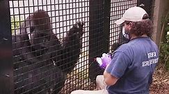 Gone gorilla: Groundbreaking research at Cleveland zoo