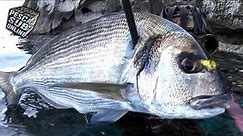PESCA SUB : Orata Gigante e Polpi nel sottocosta Pesca subacquea in SICILIA - SPEARFISHING 2021