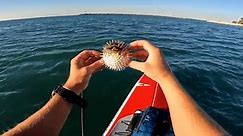 Unlikely encounter with a pufferfish thrills paddleboarder