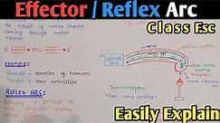 Effector | Reflex Arc | Reflex Action | Class 12 Biology