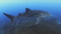 WHALE SHARK: The largest fish in the sea | Oceana
