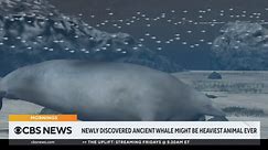 Fossils found of possible heaviest animal