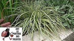 Tuto jardin: Taille et entretien: Carex oshimensis 'Evergold': Plante vivace
