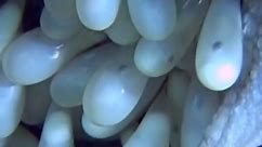 Octopus Eggs Hatching