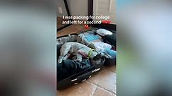 Tiny Puppy Climbs Into Suitcase While Owner Packs For College