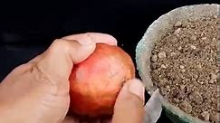 How to grow pomegranate tree from pomegranate fruit || The tree is made from the pomegranate fruit