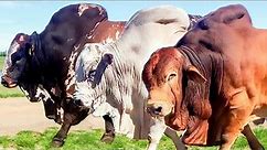 50 Huge Bulls of Boran breed | Hurwitz Farming South Africa