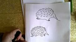 How to draw an Echidna
