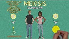 MEIOSIS - características generales