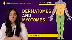 Dermatomes and Myotomes | Myotomes of Skeletal Muscle Fibers | Human Anatomy