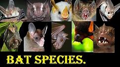 Bat Species - All Bat Species In The World