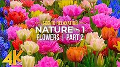 4K Blooming Flowers with Relaxing Piano Melodies & Nature Sounds - NATURE - Season 1; Part 2