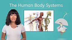 The Human Body Systems