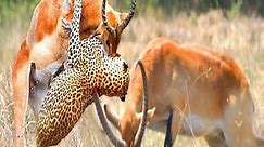 Leopard Chooses Most Suitable Time To Take Down His Prey - Leopard vs Antelope, Leopard vs Hyena