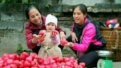 Every meal a Rose Apple (Bell Fruit; Water Apple) - "Mineral water" that grows on trees