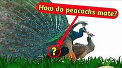 How do peacocks mate? The secrets of mating between a male and female peacock and raising young