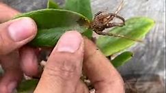 Plant Zamioculcas zamiifolia with leaves