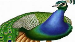 Fascinating World of Peacocks: Nature's Most Colorful Wonders