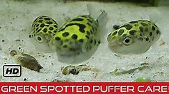 Green Spotted Puffer Care! Brackish Buddies!