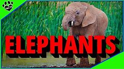 Top 10 Fun Facts About Elephants!