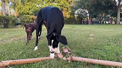Great Dane doesn't want to share stick with doggy friend