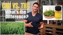 CBD vs THC - What is the Difference? How CBD and THC Work in the Body by Thomas DeLauer