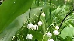 How to Grow Lily of the Valley Plants at Home