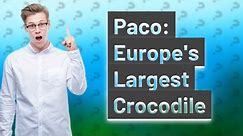 Where is the biggest crocodile in Europe?