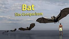 Bat Size Comparsion | 3D Animation