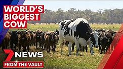 'WORLD'S BIGGEST COW' | Meet Knickers, the giant steer who the world fell in love with | 7NEWS