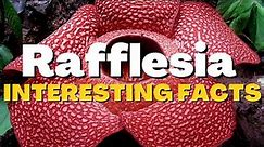 Rafflesia -The largest flower in the world - Interesting facts