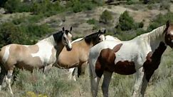 All About Saving America's Mustangs- Wild Horse Eco- Sanctuary