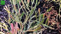 Paddle Cactus (Euphorbia Xylophylloides) - one of the easiest Euphorbias to propagate and share