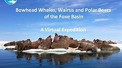 Bowhead Whale, Walrus and Polar Bears of Foxe Basin