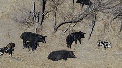 Feral hogs a real problem in McKinney