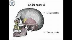 Mózgoczaszka - kość czołowa, sitowa i ciemieniowa [wstęp] PL