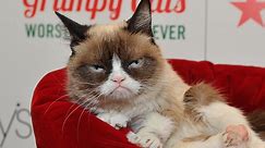 Grumpy Cat dies at age 7