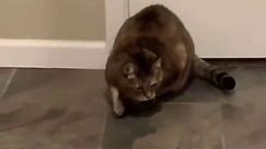 Funny Fat Cat Video: Hilarious Cat Lover's Delight