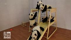 Pandas play on gym set: Watch the adorable video