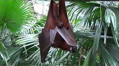 Male Fruit Bat