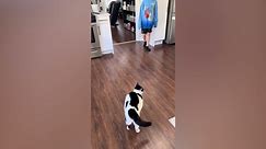 Hilarious Clip Of Cat Meeting Her New Dog Sibling Goes Viral