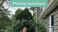 Picking #tomatoes #SummerWorkout #NatureVibes #cottagecore #gardening101 #LearnOnTikTok | Home Garden