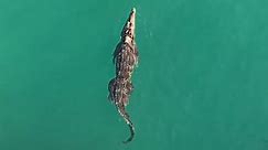 Swimming crocodile closes Florida beach