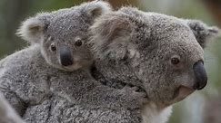 Baby Koala With Mom - Cute Koala Joey Life /Native Australian Animals