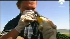 Gripe aviar: Virus H5N1