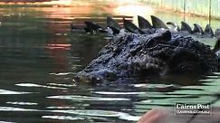 Cassius: World's Largest Crocodile in Captivity, Green Island, Australia