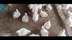 Poultry Farming South Africa They are ready | Mohatli Kgothatso