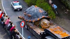 The World's Biggest Tortoise