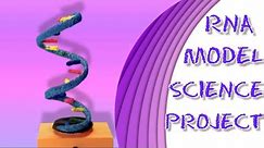 RNA Rotating Model School Science Project.
